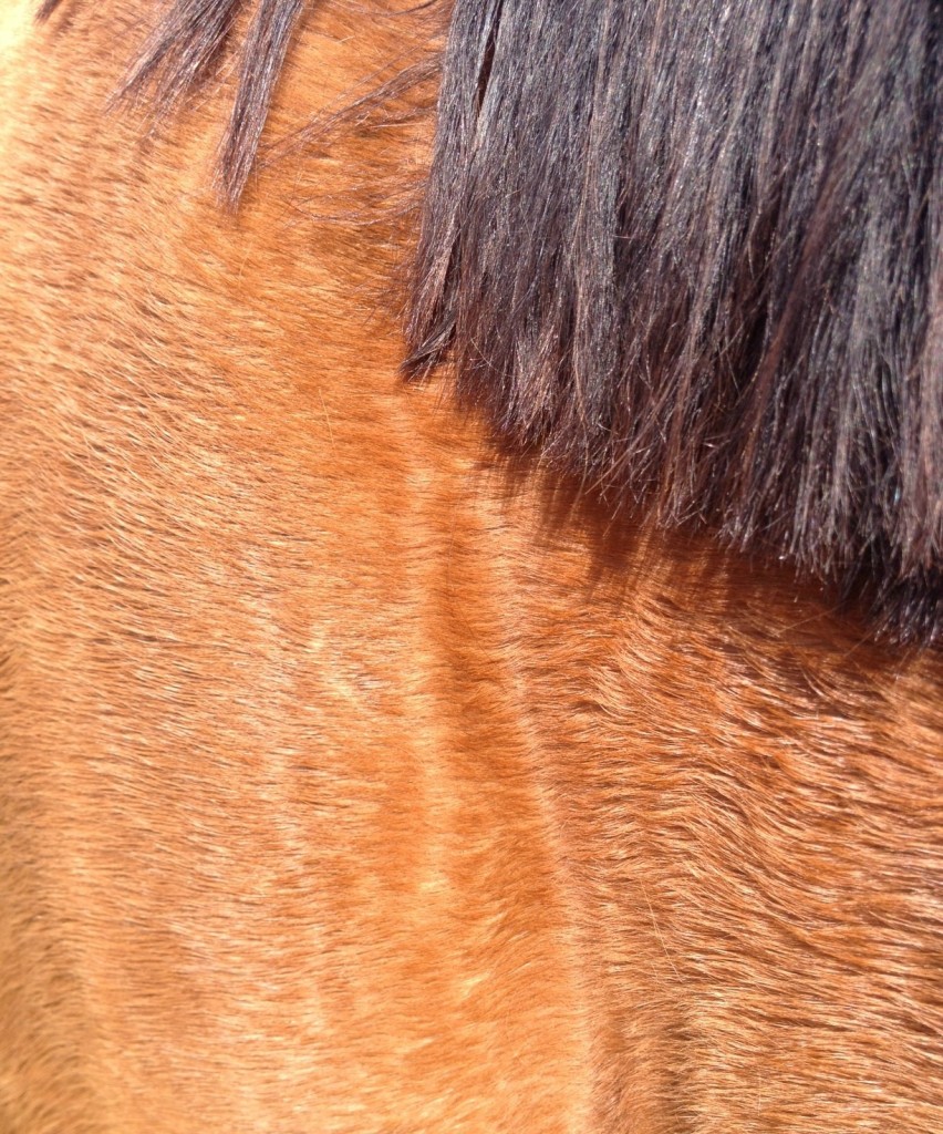 eco_closeup