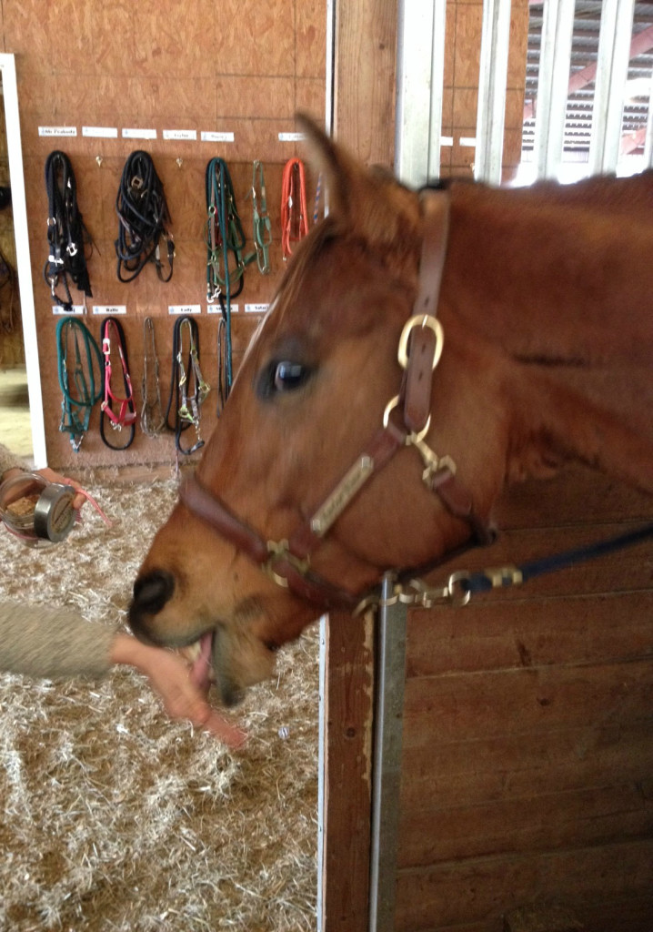 horsecotti_taylor5